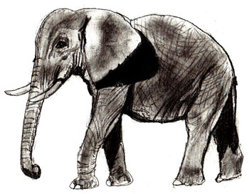 Слон как нарисовать