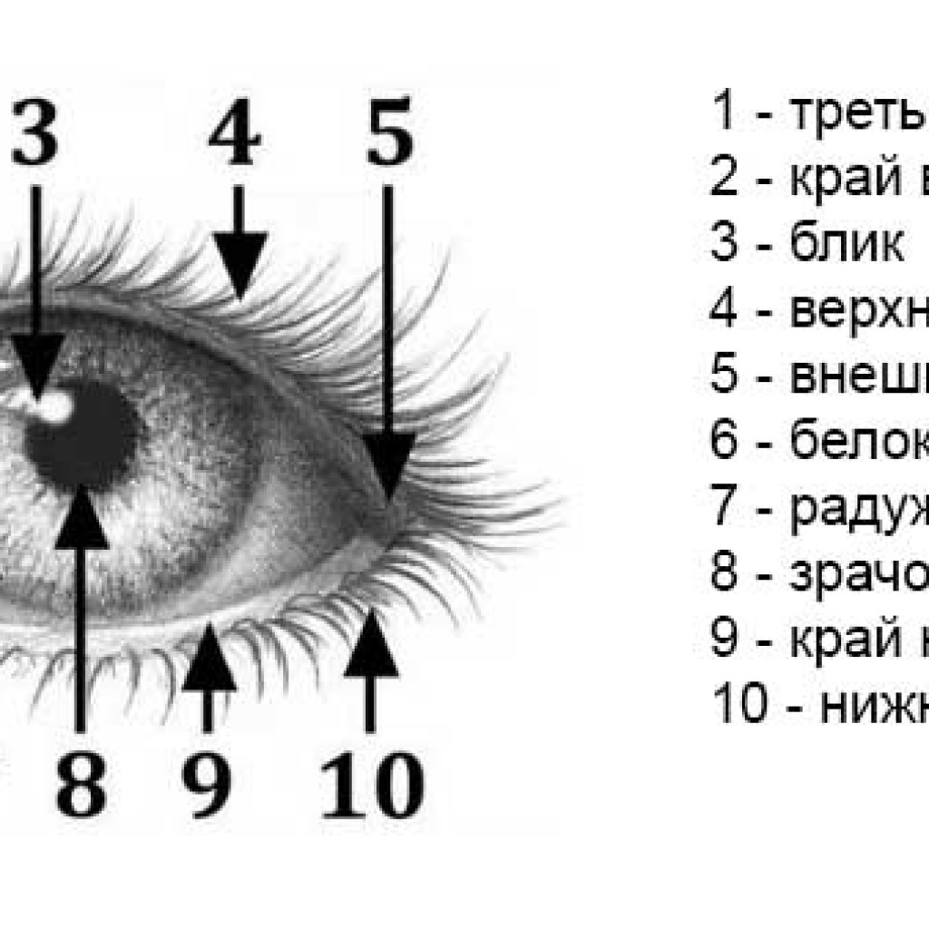 Как рисовать глаза и ресницы