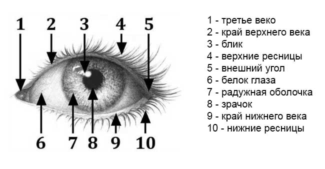 Как нарисовать Портрет девушки карандашом поэтапно