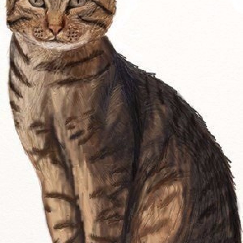 Кот коричневый полосатый нарисованный