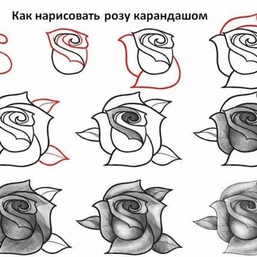 Как нарисовать розу карандашом