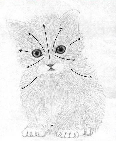 Как нарисовать котенка