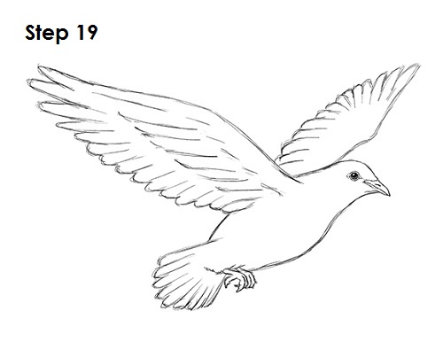 рисуем голубя 19